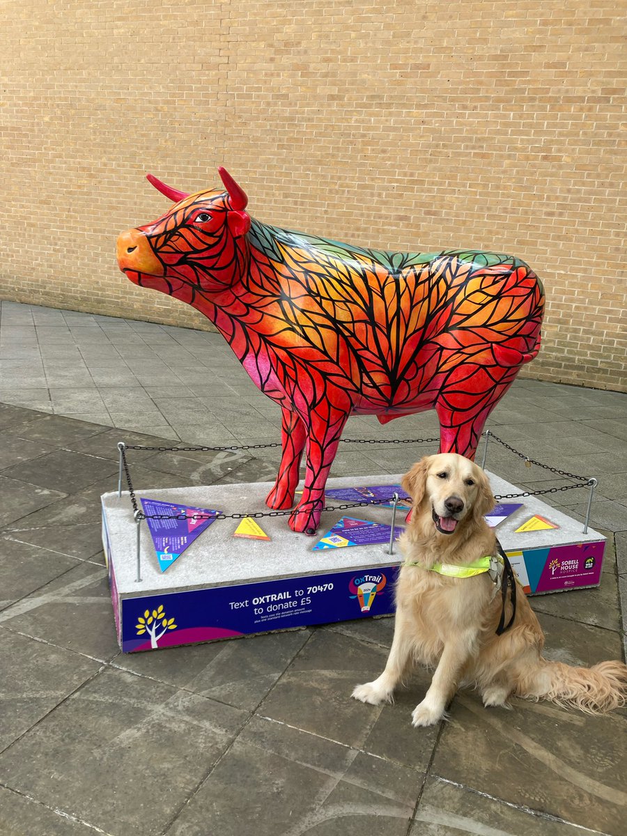 Bailey meeting one of the decorated ox which was part of the Oxtrail raising much needed funds for Sobell House Hospice in Oxford.