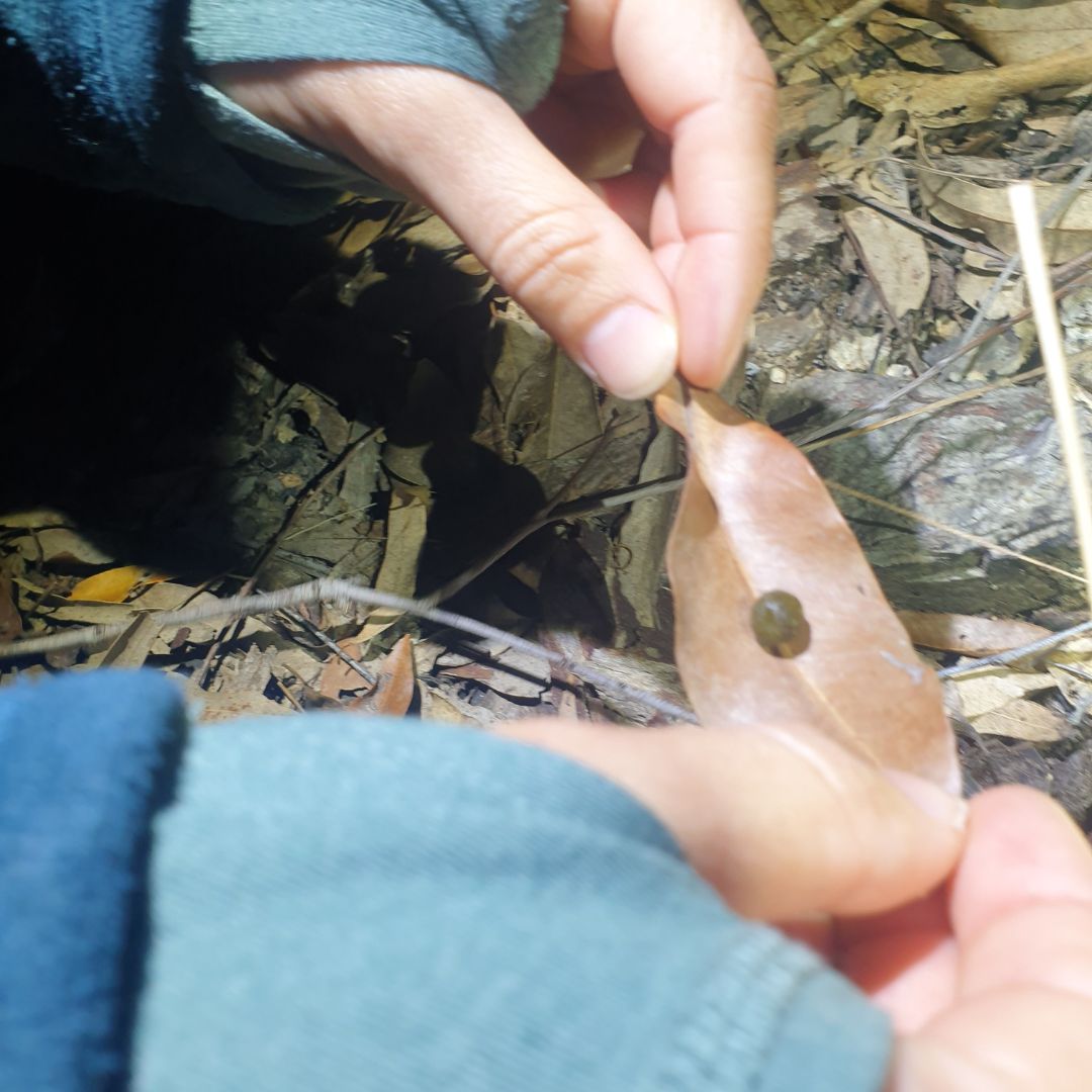 @Wildlifeqld tweet media