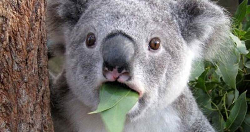 Australian government and Misinformation <a href="/eSafetyOffice/">eSafety Commissioner</a> 

There have been several instances where the Australian government has been accused of issuing or spreading misinformation, or providing information later found to be inaccurate or misleading. These include issues related