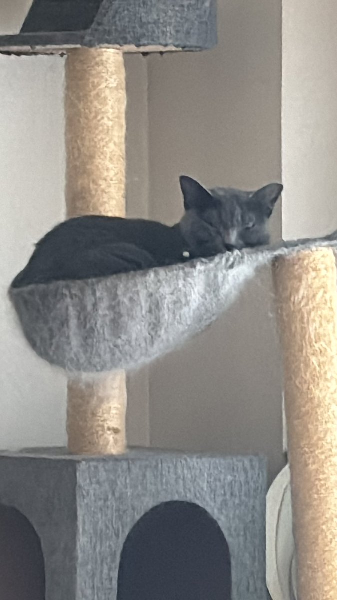 どこからか
声が聞こえるとおもったら…
こんなとこに
かわい子ちゃんが…

タワーの上でもかわい子ちゃん
けど何時間寝てはる？
ももちゃん😘ᩚよぉて寝てはる

 #ねこすきさんと繋がりたい 
 #ロシアンブルー #ミヌエット
 #大切な家族 #いつもありがとう