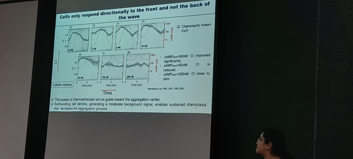 Sandhya Koushika (@wormlockholmes) on Twitter photo Quantitative measurements to study chemotaxis for cell migration leading to aggregation & dispersal in prokaryotic & eukaryotes. Cells respond directionally only to the front & not the back of the chemoattractant wave. <a href="/Richa_IITM/">Richa Karmakar</a> <a href="/iitmadras/">IIT Madras</a> in #DBSAT2024 <a href="/TIFRScience/">Tata Institute of Fundamental Research</a> <a href="/TIFR_Bio/">DBS TIFR</a> Quantitative measurements to study chemotaxis for cell migration leading to aggregation & dispersal in prokaryotic & eukaryotes. Cells respond directionally only to the front & not the back of the chemoattractant wave. <a href="/Richa_IITM/">Richa Karmakar</a> <a href="/iitmadras/">IIT Madras</a> in #DBSAT2024 <a href="/TIFRScience/">Tata Institute of Fundamental Research</a> <a href="/TIFR_Bio/">DBS TIFR</a>