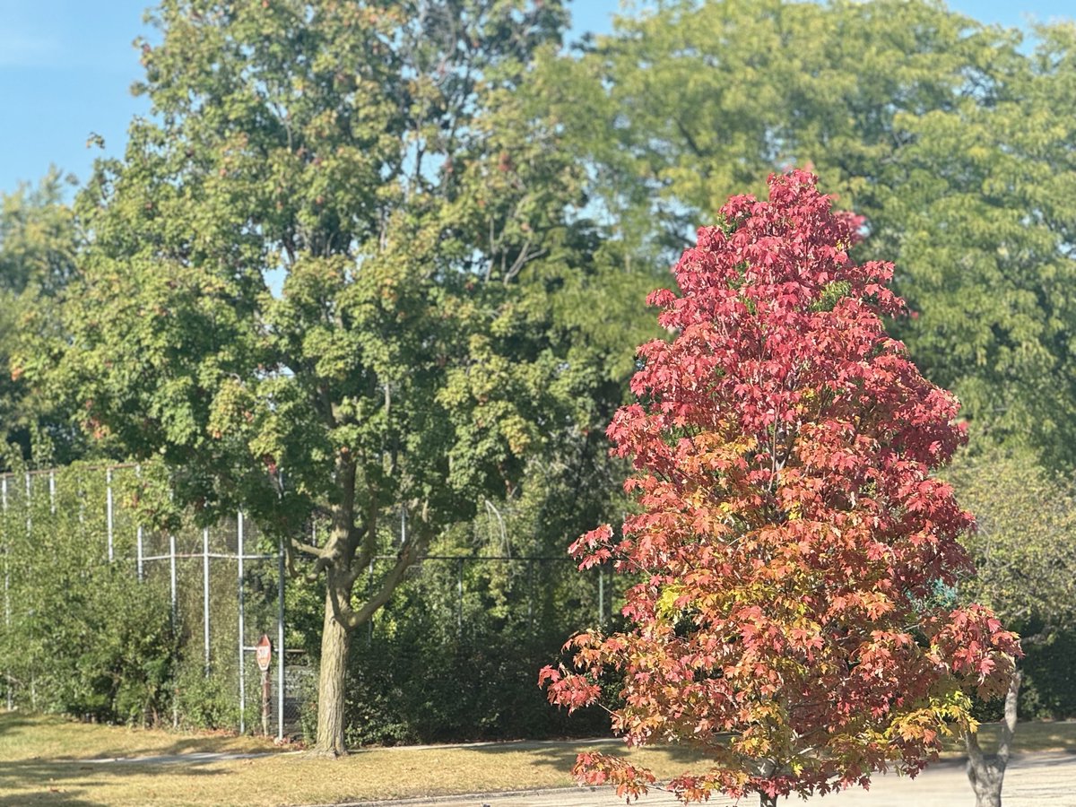 MichaelHeimlich's tweet image. Young maple tree early fall-autumn red leaves changing colors-sunshine-blue sky 3:55pm September 12 2024 Northbrook Illinois USA -Editorial Use Permission w/Credit: Michael Heimlich @MichaelHeimlich; #Fall #FallColors #MapleTree #Sky #wx #ILwx @NWSChicago #ThePhotoHour #StormHour