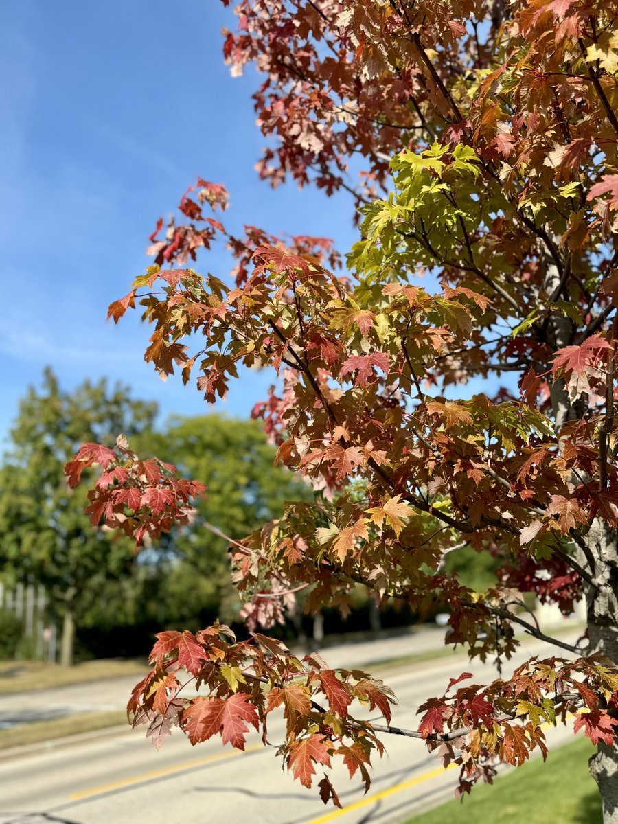 MichaelHeimlich's tweet image. Young maple tree early fall-autumn red leaves changing colors-sunshine-blue sky 3:55pm September 12 2024 Northbrook Illinois USA -Editorial Use Permission w/Credit: Michael Heimlich @MichaelHeimlich; #Fall #FallColors #MapleTree #Sky #wx #ILwx @NWSChicago #ThePhotoHour #StormHour