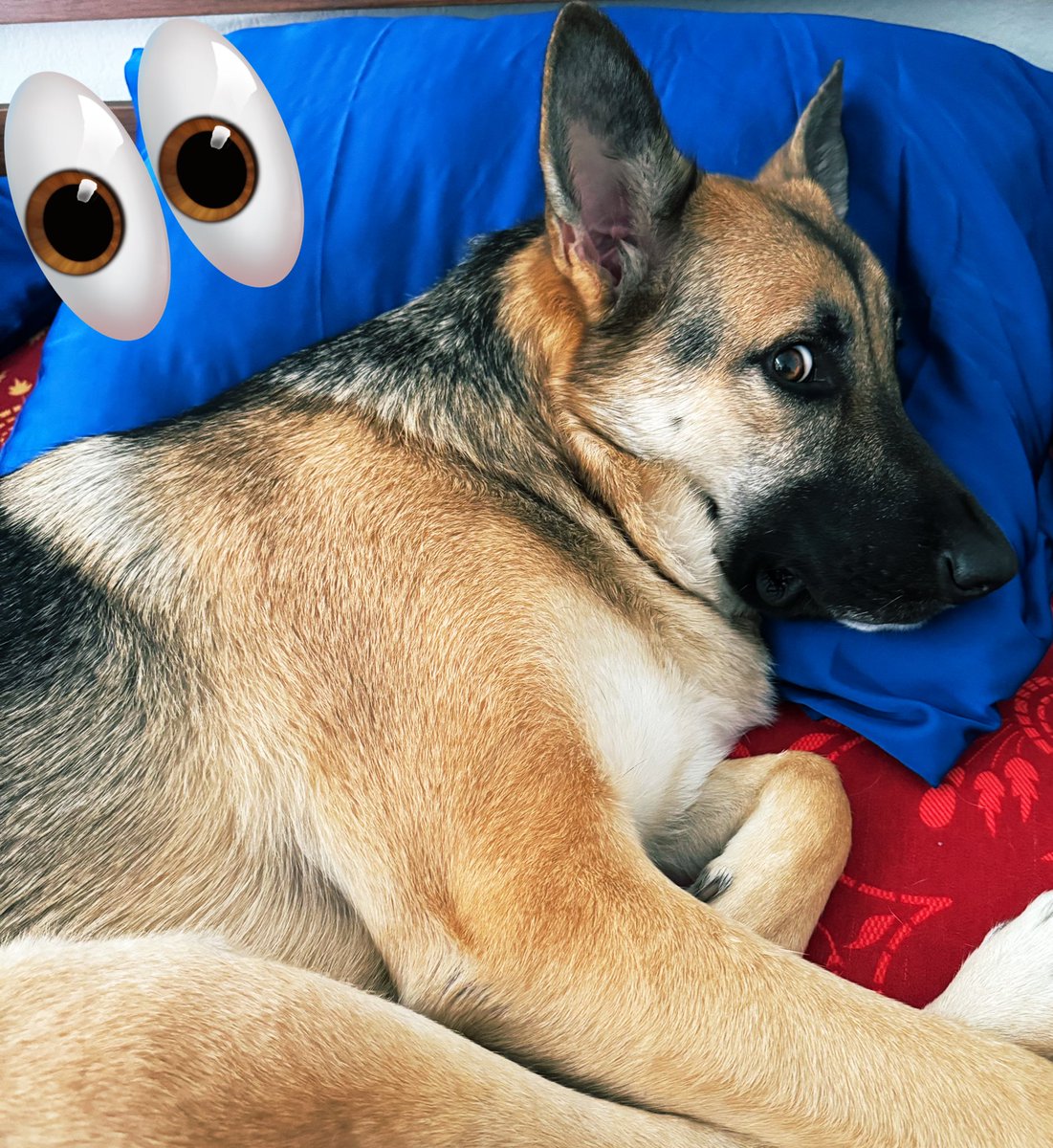 This is Burfee. She is a dog AND is named after an Indian dessert so she’s extra concerned about the whole #eatingthedogs #eatingthepets thing. Also… Just to clarify, when I say, “I’m a dog person,” I don’t mean gastronomically… despite her name. 🫣🫢 <a href="/dog_rates/">WeRateDogs</a> #Debate2024