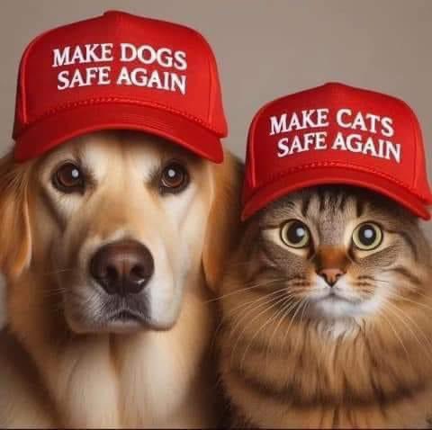 ShiannonC's tweet photo. Never in the history of the histrionics of insipid and flaccid orange-peel ravings..

.. have I seen so many inspired and genius memes…

Please feel free to add more..

I could use a good laugh today 😏 https://t.co/yfQq4BIFmU