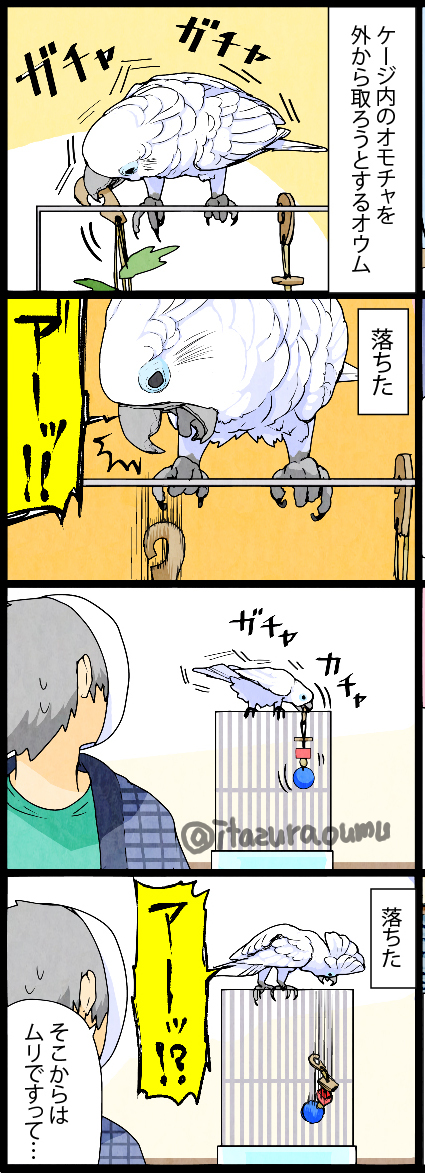 納得いかないオウム 