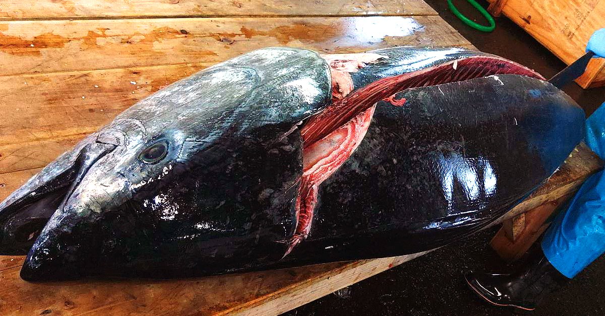kappoumisawa's tweet photo. 1本買いしました！青森県産 天然本マグロ 156kg!! とてもいい感じです。店主もニッコニコです笑　お造り、にぎり寿司で至福の時間をお楽しみください。ご予約はお早めにどうぞ！ https://t.co/kfKc9H2aOM