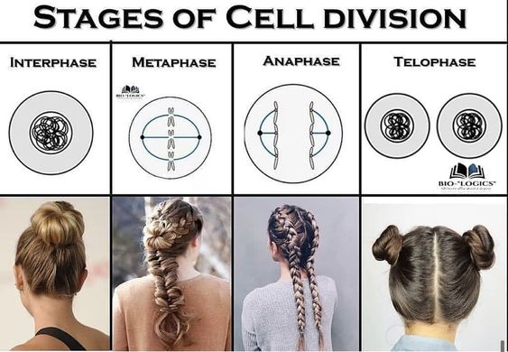 Elabscience_bio's tweet photo. 🧫 Stages of cell division 🤣
#CellDivison #CellBiology #CellResearch https://t.co/VwinRwedjf