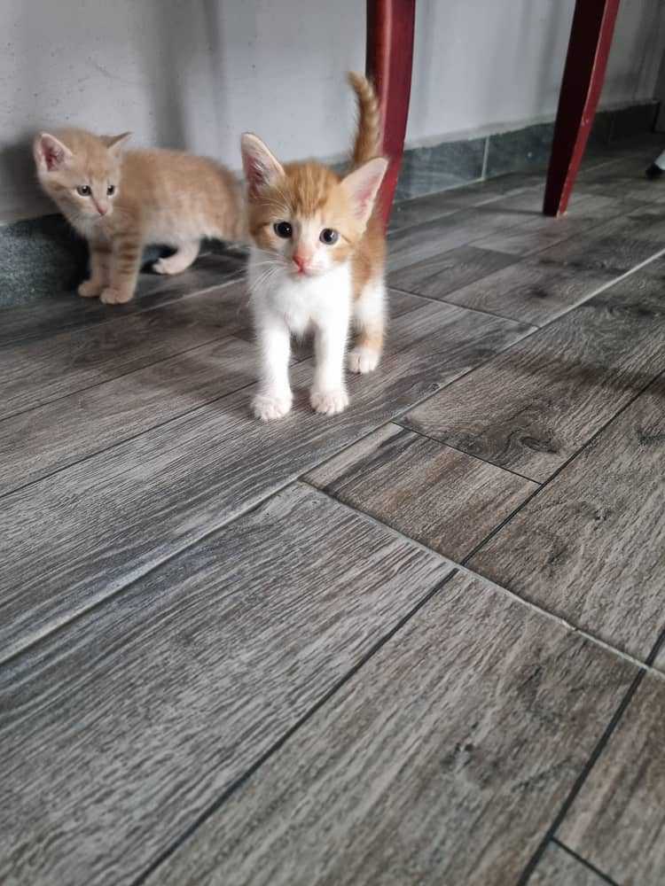 cats_rehome's tweet photo. Anak kucing untuk adoption .. kepada yang berminat sila pm nombor di bawah... Saya harap ada yang ada sudi adopt

✅️ 2 months
✅️ litter trained 
✅️ eat kibbles

Location :Seremban
No.0182622044 https://t.co/Ba3y3nc5uK