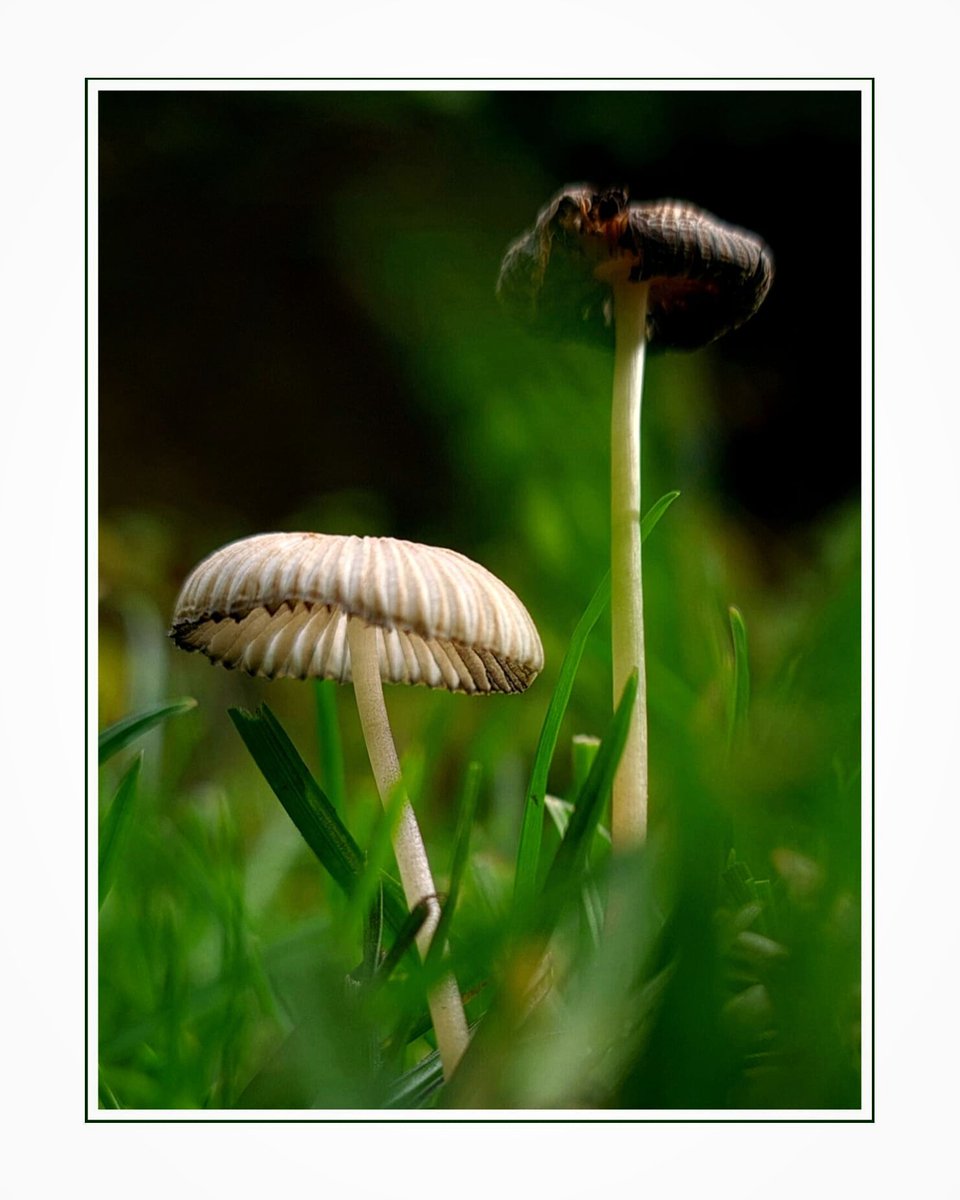 "Twins!"

#FungiFriday 
#Nature