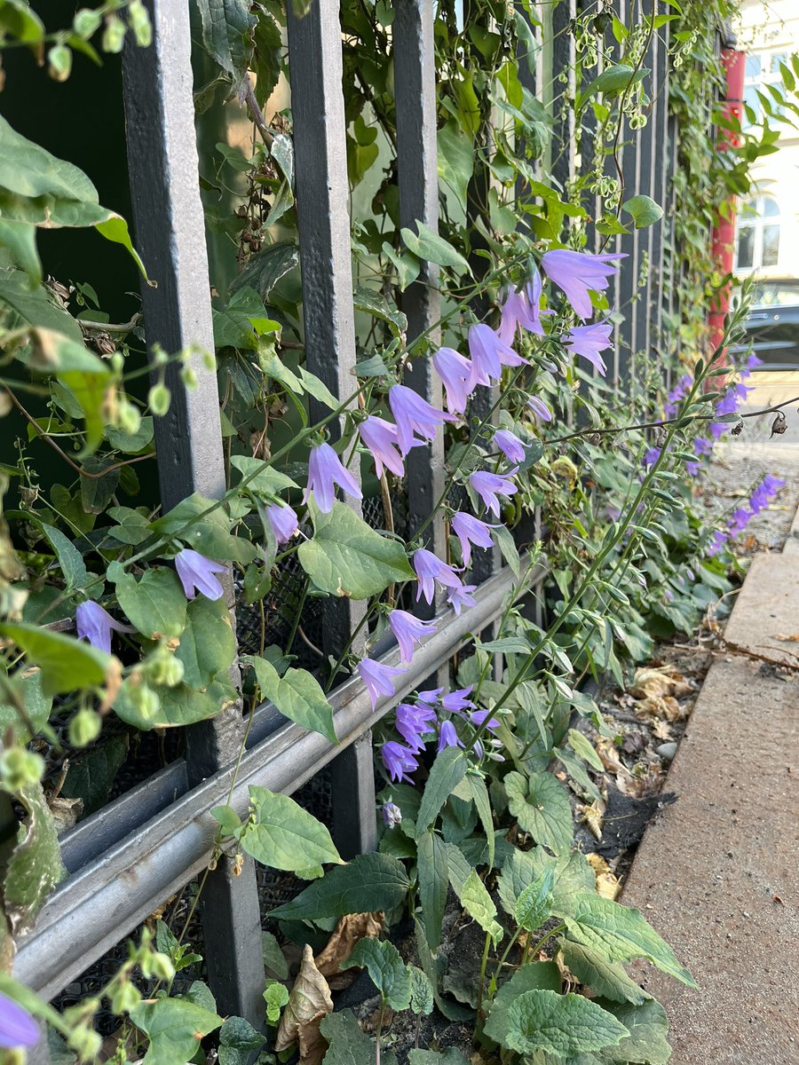 Louise Isager Ahl (@dkbotany) on Twitter photo Fredagsflora 🌿 En hel række af Ensidig klokke, Campanula rapunculoides, på vej ud under hegnet i Botanisk Have <a href="/NHM_Denmark/">NaturalHistoryDK</a> 💜 Måske de overvejer hvordan livet er uden blandt byens brosten? 😉 #dkbotanik #dknatur Fredagsflora 🌿 En hel række af Ensidig klokke, Campanula rapunculoides, på vej ud under hegnet i Botanisk Have <a href="/NHM_Denmark/">NaturalHistoryDK</a> 💜 Måske de overvejer hvordan livet er uden blandt byens brosten? 😉 #dkbotanik #dknatur