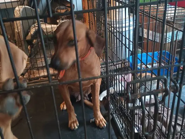 puppiessale's tweet photo. 2 black mouth cur mix puppies availabe https://t.co/XgMKjUxMgZ https://t.co/0t8Ib5cTqJ