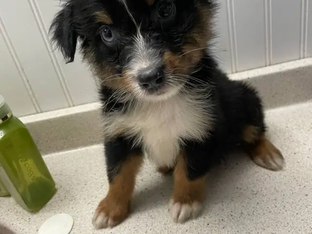 puppiessale's tweet photo. 9 Mini Aussie puppies looking for good homes https://t.co/64ImQIFxkw https://t.co/rZWJ7nfc0X