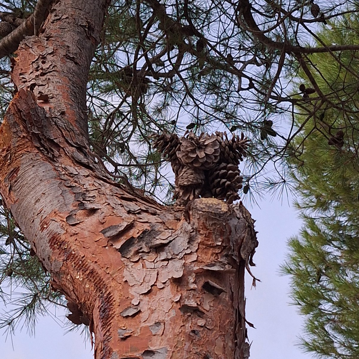 Vicente Rubio tweet media