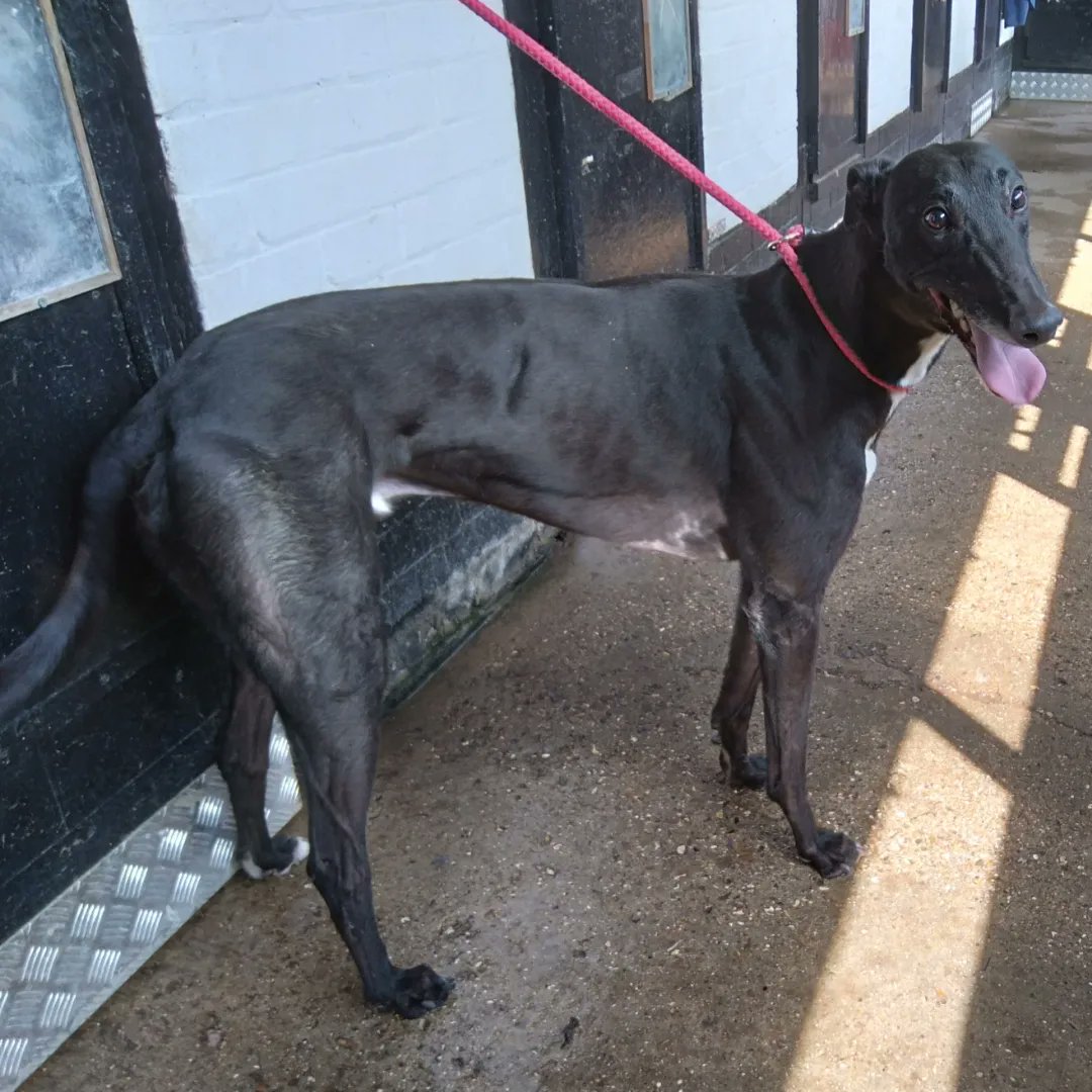 Xanadu is back up for rehoming after his reserve fell through. He would be the perfect addition to a home!
He's good with other dogs and other greyhounds, house-trained and been in a home before. 
Could you give Xanadu a forever home?
Email wkretiredgreyhounds@gmail.com
