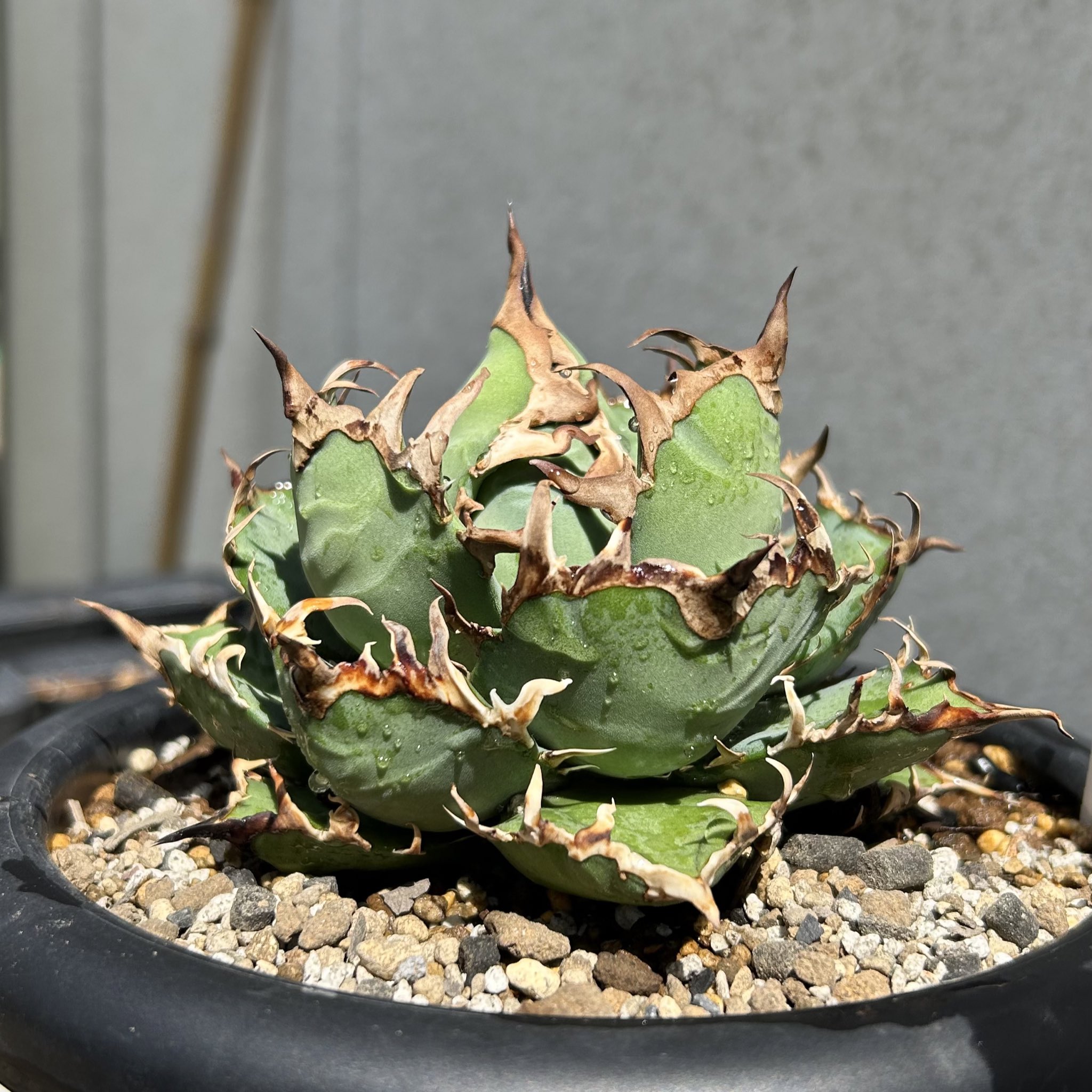 カクタスグリーン - Search / X