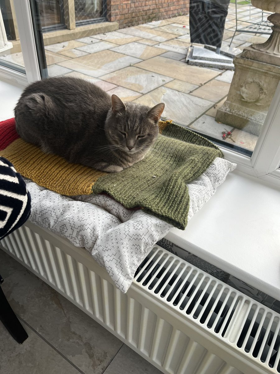 mcdermottkc_'s tweet photo. Yolandi on the lovely blanket knitted for her by @AlysonMeadowcr1  … #almostautumn https://t.co/0Zus8Eh56t