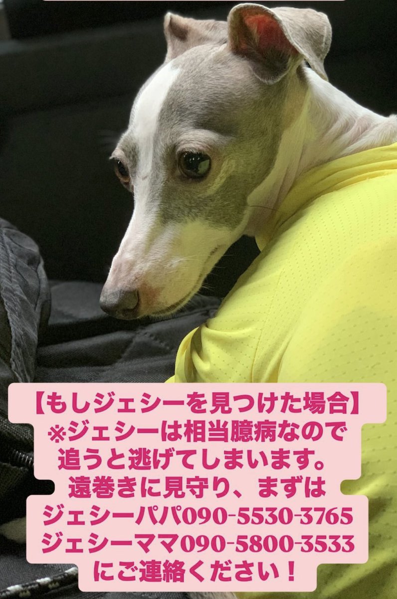 mofu2_paradise's tweet photo. 🐶迷子になってます
お友達が捜索のお手伝いをしています🐶
無事にお家に帰れます様に🙏
#迷子犬
#イタグレ https://t.co/qSavTxiRJb