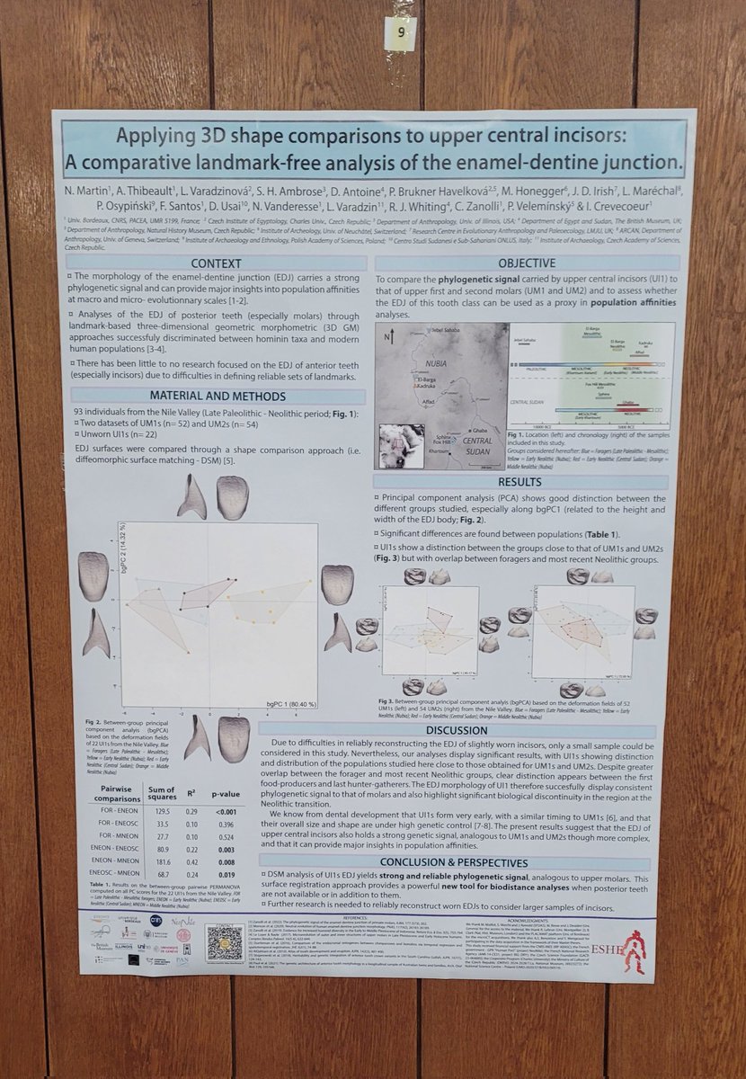 NclsMartin's tweet image. Our poster is up at #ESHE2024 ! See you in the main conference room at 17:00 to talk about upper incisors EDJ shape as proxy for biological affinities! 🦷
@PACEA_Bordeaux @univbordeaux