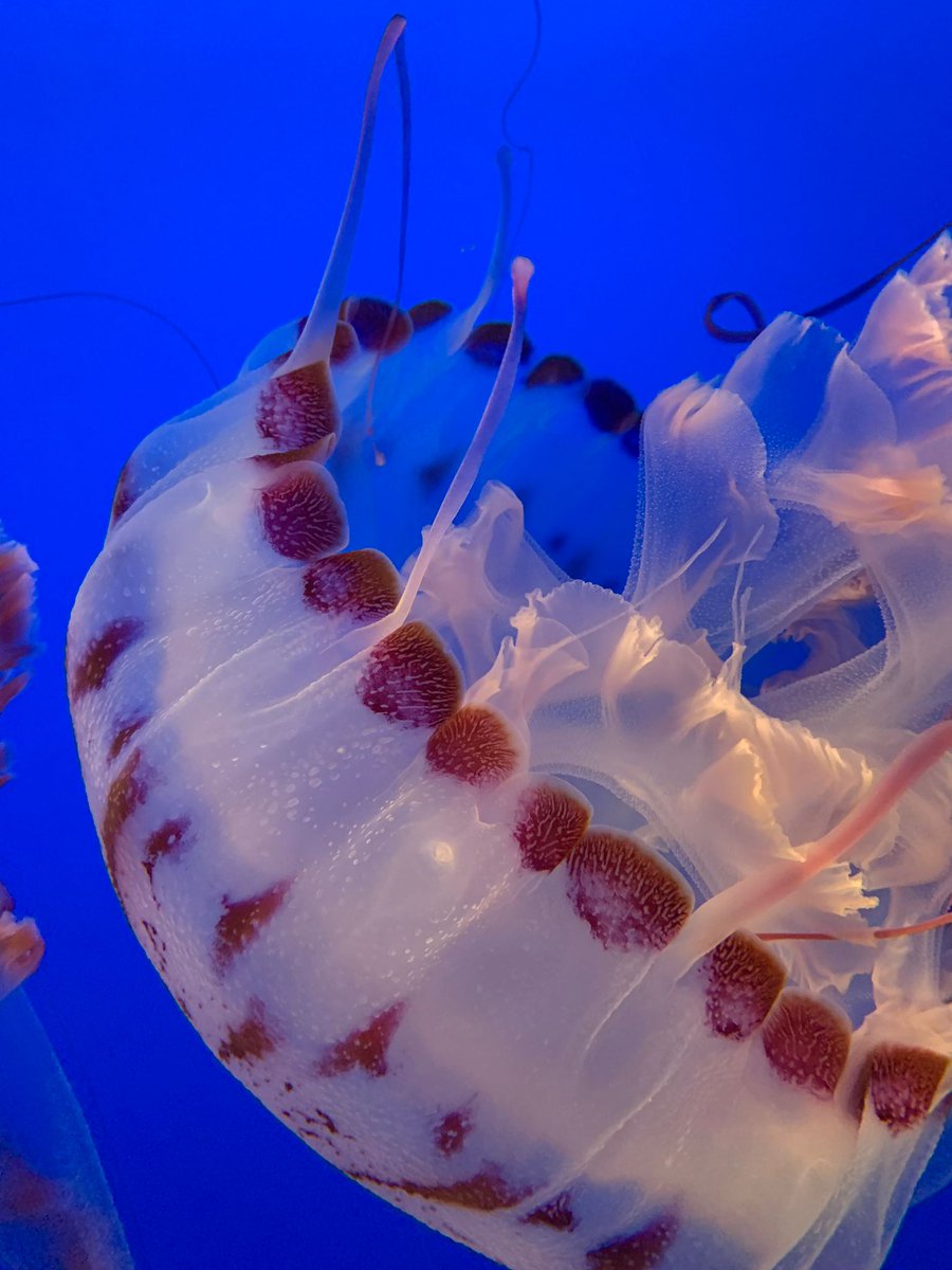 Michael Sars Centre tweet media