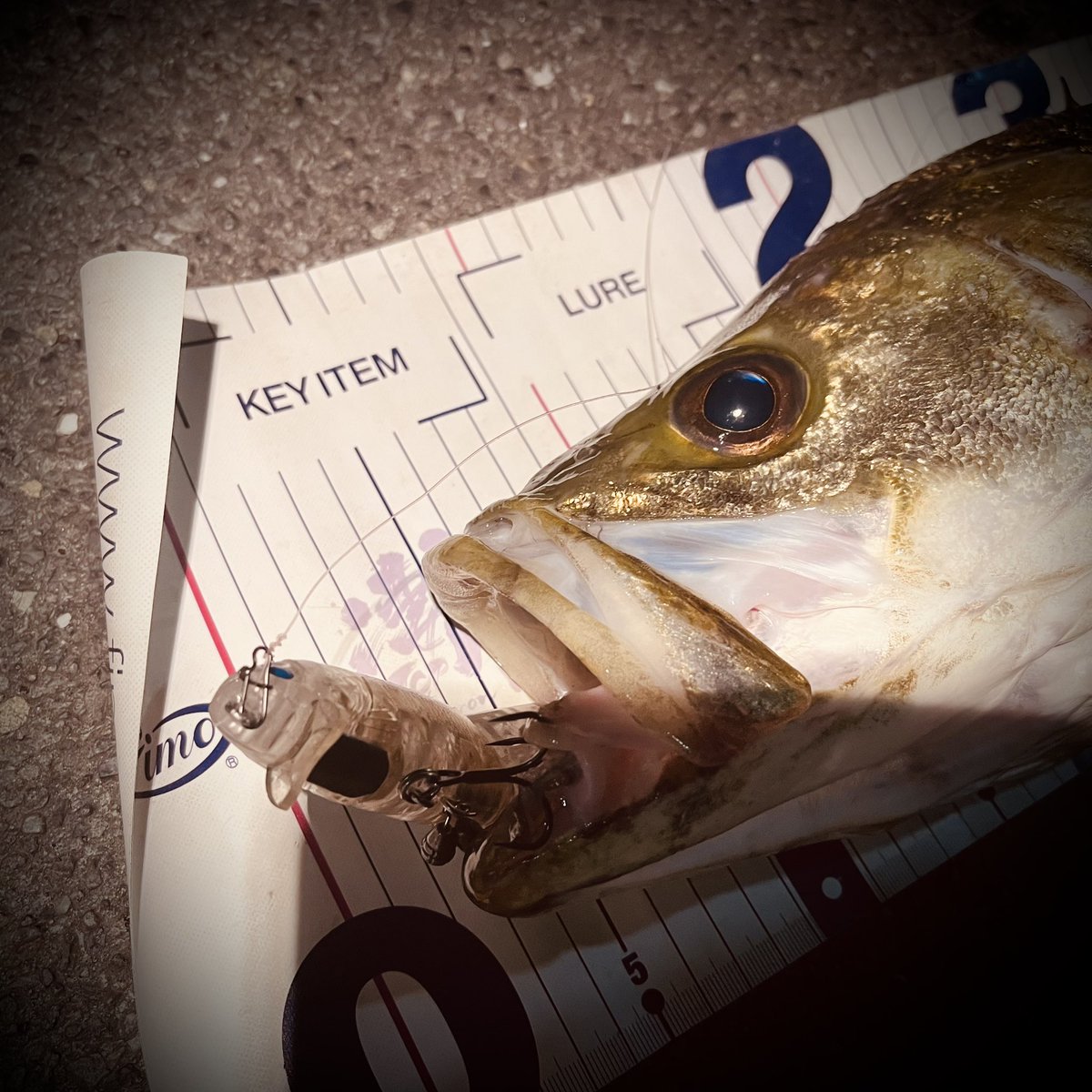 栗原☆さとらぼ tweet media