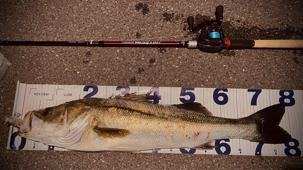 栗原☆さとらぼ tweet media