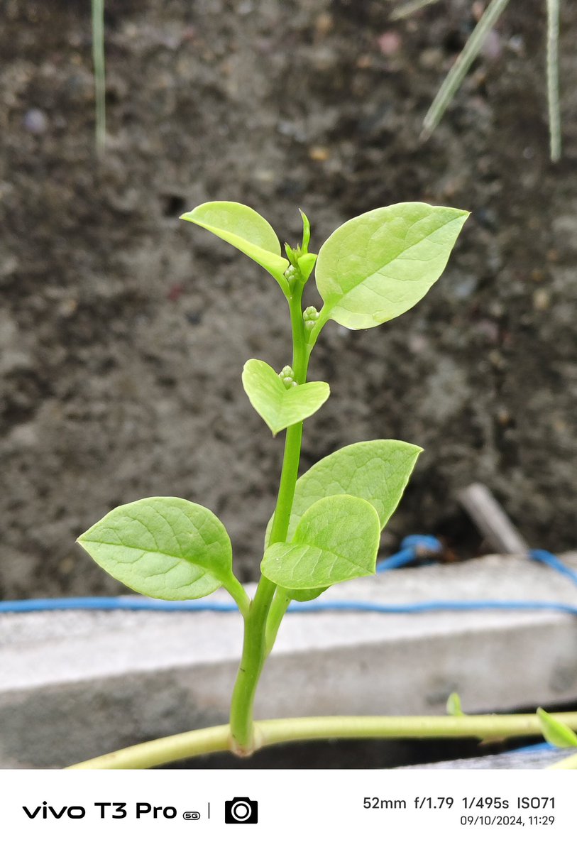 techdot23's tweet photo. Vivo T3 Pro Camera Samples 🫠 #vivo #vivot3pro https://t.co/va9u0aO6mK