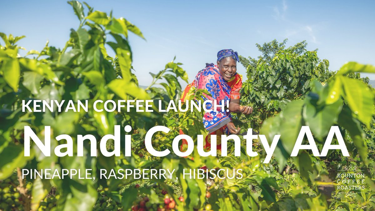 Introducing Nandi County AA! 🧡

As is typical of the region, Nandi County AA has lots of flavour. From blackcurrant sweetness, cola earthiness and cocoa depth. With this funky combination of flavours, what isn't to enjoy?

rountoncoffee.co.uk/products/nandi…

#kenya #africancoffee