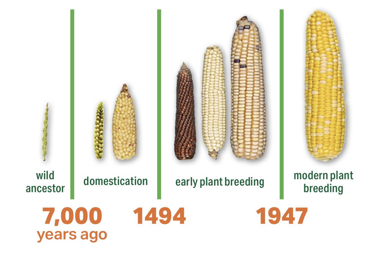 Humans have been improving crops for 1000’s of years. 

Corn is just one of the foods that is unrecognizable from its wild ancestors, thanks to these genetic improvements.

Growing more food per acre is 
leaving more land for nature.