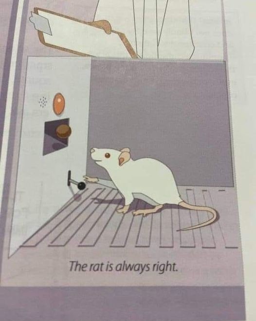 venuslovesrats's tweet photo. trust your inner rat! https://t.co/THWSPH3xFG