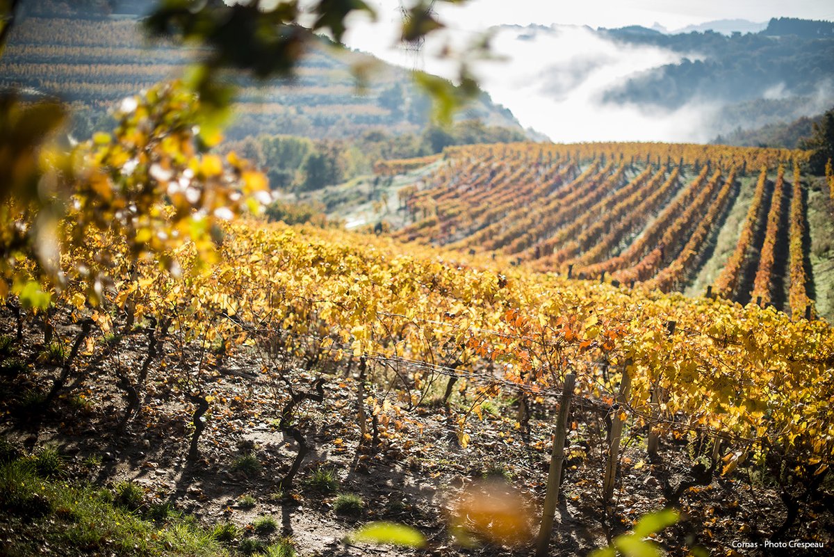 Entrez dans les secrets des #vignobles 🍇 et des 3 appellations renommées de Rhône Crussol : AOC Cornas, Saint-Péray et Saint-Joseph. Participez aux événements oenotouristiques organisés en #Ardeche avec 26 domaines🍷 rhone-crussol-tourisme.com/fr/a-voir-a-fa…
