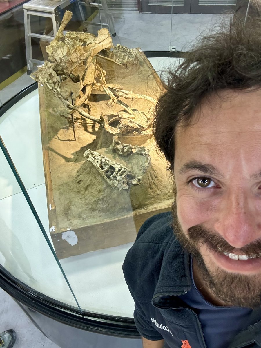 Hunter and prey, frozen in battle, buried by a collapsing dune. A #Velociraptor and a Protoceratops, locked in a deadly embrace for 75 million years. The Fighting #Dinosaurs for #fossilfriday 🦖 🤼‍♂️ #bucketlist
