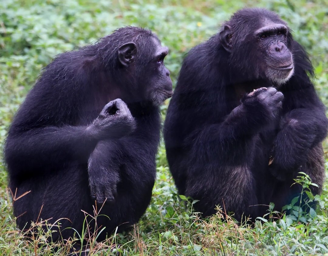 ngambaisland's tweet photo. #Chimpchronicles
Where should we hang out this weekend? Of course @ngambaisland! What do you mean ‘where’? The question is never ‘where’—it’s always ‘how many snacks can we buy from the Island Kiosk 😜?’ #NgambaIslandVibes #chimpsandchill #bananabribery #weekendplanssorted #TGIF https://t.co/EZCHjRMKcP