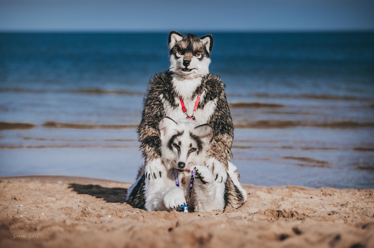 It's #FursuitFriday in my <a href="/Kitavos_DE/">Kitavos 🇩🇪 🔜 BFD 🇩🇪</a> suit

✂️ <a href="/yurei_kitsune/">Yurei VF 2023</a>
🐺 <a href="/BakusWolf/">Bakus AnthroWolf</a>
📸 <a href="/sw__wolf/">sw__wolf</a>
🗓 29.02.2024
🏨 #Novotel #marina
🏙 #Gdańsk 🇵🇱
🦊 <a href="/GdakonPL/">Gdakon</a>

#GDAKON #GDAKON2024 #Fursuit #Marble #Fox #Berk #BerkWolf #Furry #Furs #Kitavos

Follow my Berk-News (TG)
t.me/Berk_News