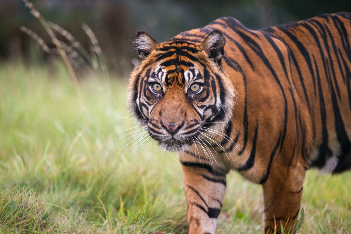 WestMidSafari's tweet photo. Happy 18th Birthday to our gorgeous Sumatran tiger, Hujan! 🐯

Spot her on the Safari Drive this weekend 🚗

#Happy18thBirthday #WMSP https://t.co/67IH2xYevp