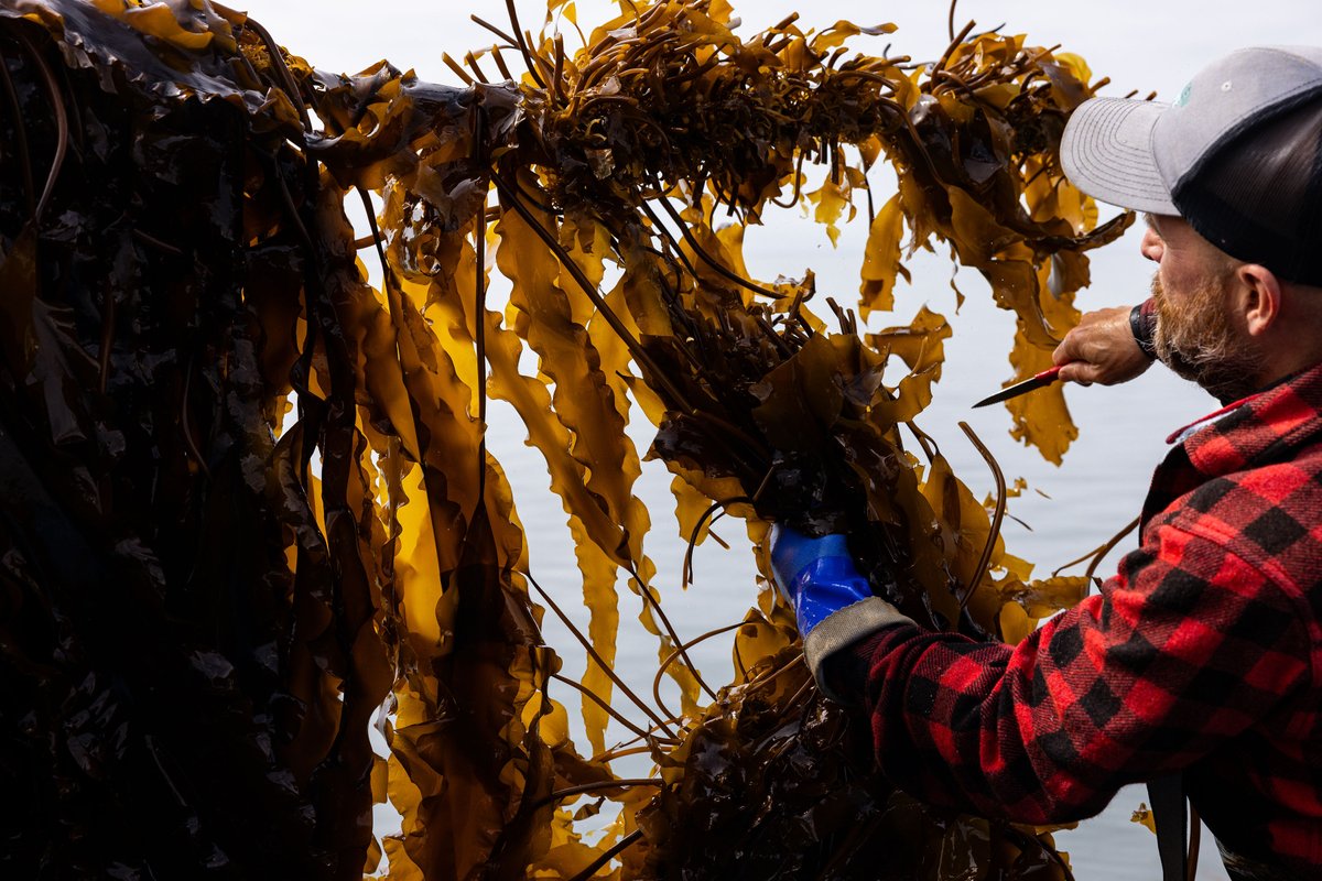 GreenWave tweet media