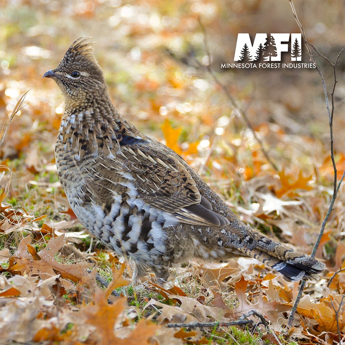 Minnesota is a destination state for ruffed grouse and woodcock hunters from across the nation. Active aspen management creates ideal grouse habitat, and public forestland's are open to all hunters.
