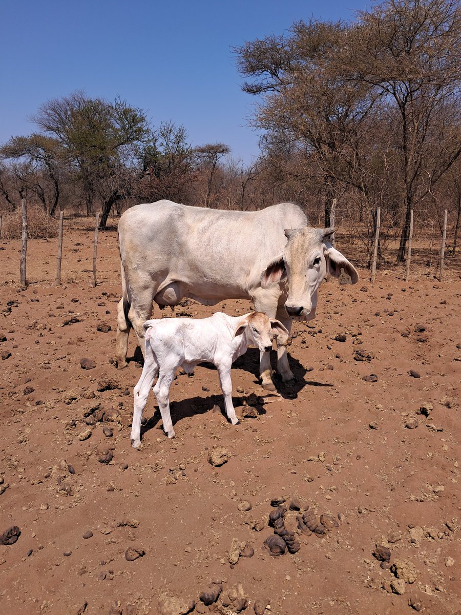 Our first Romeo calves 💎🐂🐂
<a href="/IpelengKwadi/">Ipeleng Seboni</a> <a href="/OleLekgetho/">Olerile Ole</a> <a href="/ThaboDithakgwe/">Thabo Dithakgwe</a> <a href="/Machile_Farmer/">Brandon Mphela 🐂🌽🐓</a> <a href="/Novine_Farm/">Novine Farm 🧑‍🌾</a>