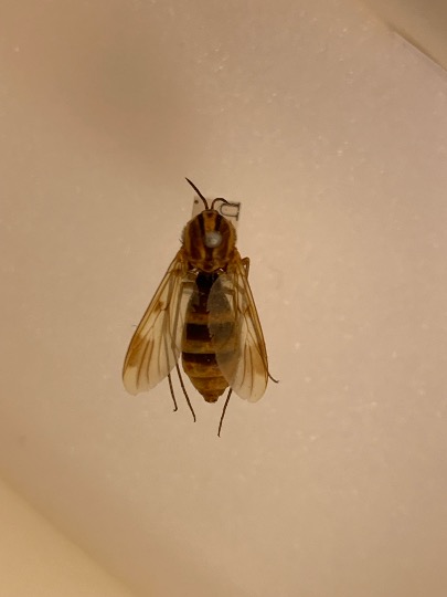 fevziyehasan's tweet photo. Our #entomology collection at #Evolutionsmuseet has historic specimens of the largest Nordic fungus gnat. This wasp mimic was originally described by Wahlberg in 1839 as Ceroplatus sesioides, it is now known as Keroplatus tipuloides and is currently near threatened on the red list. Find out more here: https://t.co/wgQlE3Xnmi
#SwedishSpeciesProject
