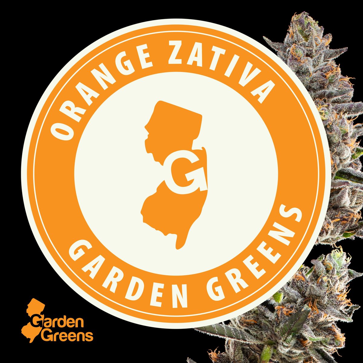 Meet Orange Zativa (yes, we made that up), but don’t let our lack of creativity fool you, it’s actually an accurate description. A cross of Orange Sherbet and OZK,  you’ll get a tangie nose like a hint of a tropical get-a-way. But don’t get too cozy—this isn’t vacation weed
