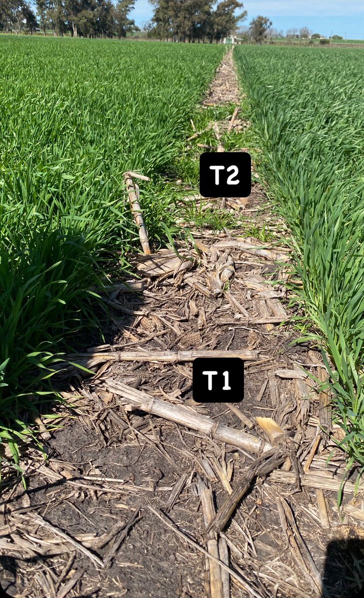 Se vienen nuevas moléculas de pre emergentes 🤩 🤩<a href="/agroterrauy/">agroterrauy</a>