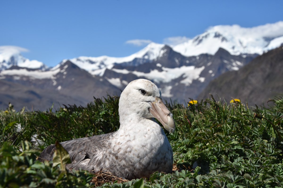 British Antarctic Survey 🐧 (@bas_news) on Twitter photo Antarctica’s rapidly receding sea ice could have a negative impact on the food supply of seabirds like albatrosses and petrels, according to our new research with <a href="/GeogDurham/">Geography at Durham</a> <a href="/durham_uni/">Durham University</a>
👉 ow.ly/O2fA50TmNbN Antarctica’s rapidly receding sea ice could have a negative impact on the food supply of seabirds like albatrosses and petrels, according to our new research with <a href="/GeogDurham/">Geography at Durham</a> <a href="/durham_uni/">Durham University</a>
👉 ow.ly/O2fA50TmNbN