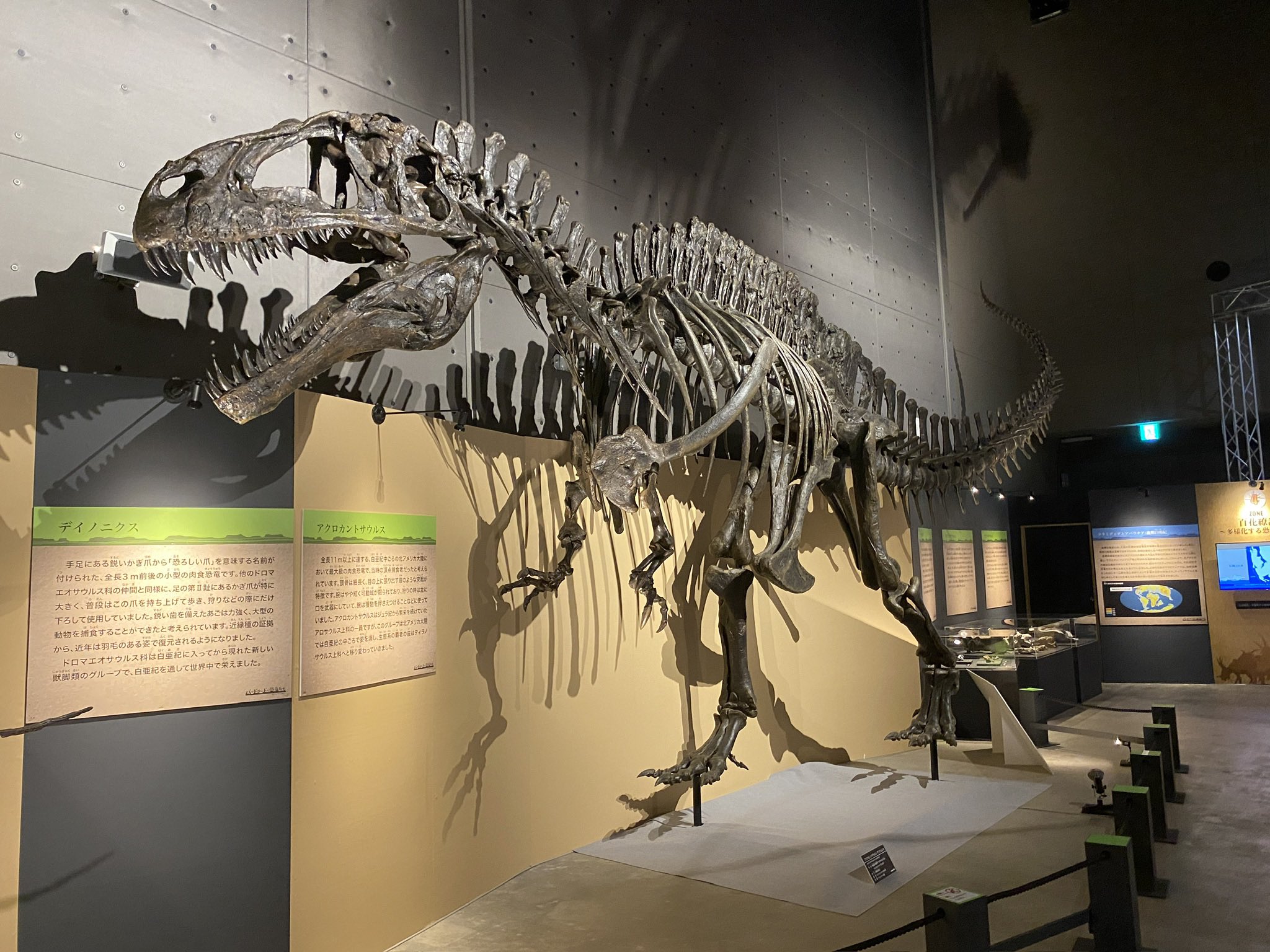 Allosaurus 化石 恐竜 ティラノサウルス カルカロドントサウルス