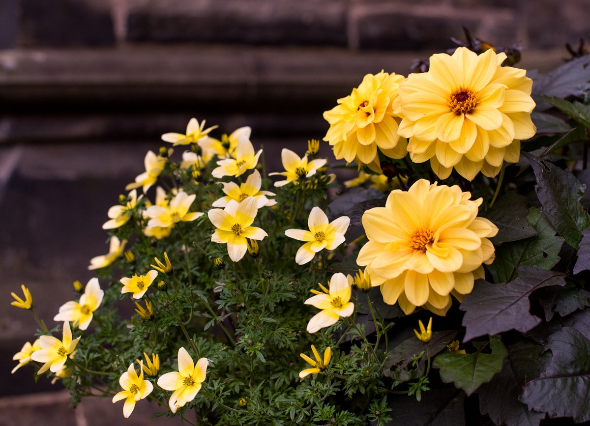 St Mary's Cathedral Weekly Notices - Sunday 15th September - mailchi.mp/a42c737dc380/c…