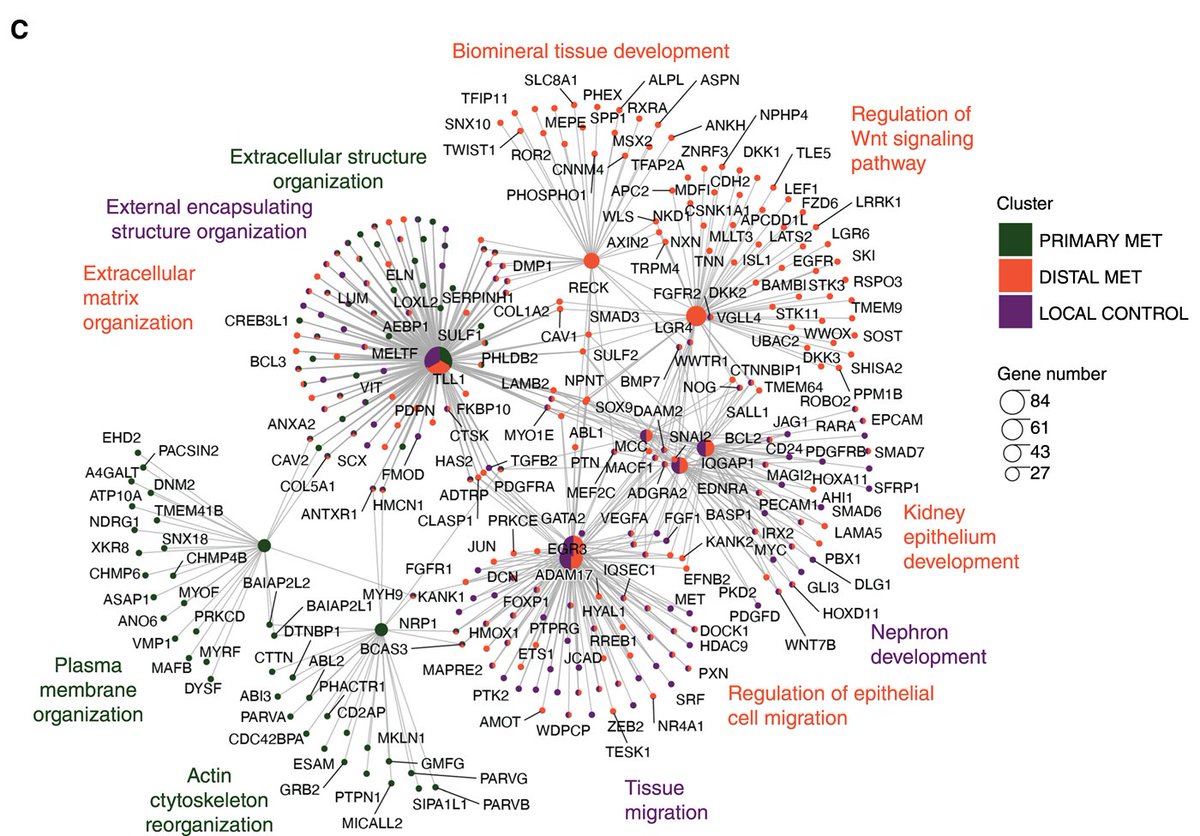 Molecular Cancer Research (@mcr_aacr) on Twitter photo New in #ComputationalBiology from the September issue—Intrinsic Epigenetic State of Primary #Osteosarcoma Drives #Metastasis.
bit.ly/3XrX8yA
<a href="/Irtisha_Singh/">Irtisha Singh</a> <a href="/YusteinLab/">Yustein Lab</a> <a href="/TAMUmedicine/">Texas A&M Naresh K. Vashisht College of Medicine</a> <a href="/TAMUEngineering/">TAMU Engineering</a> <a href="/WinshipAtEmory/">Winship Cancer Institute of Emory University</a> New in #ComputationalBiology from the September issue—Intrinsic Epigenetic State of Primary #Osteosarcoma Drives #Metastasis.
bit.ly/3XrX8yA
<a href="/Irtisha_Singh/">Irtisha Singh</a> <a href="/YusteinLab/">Yustein Lab</a> <a href="/TAMUmedicine/">Texas A&M Naresh K. Vashisht College of Medicine</a> <a href="/TAMUEngineering/">TAMU Engineering</a> <a href="/WinshipAtEmory/">Winship Cancer Institute of Emory University</a>