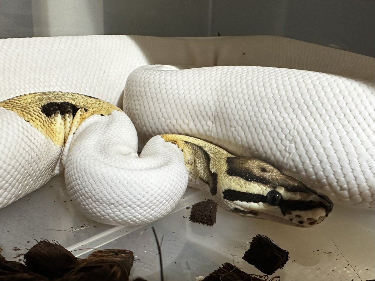 1200g達成！
ヘテロMJアザンのメス
オスもヘテロのMJアザン順調に夏場体重あげてる👍
ヘテロMJアザンのメスもあと一匹早く交尾させたいなー
3匹ともパイ！綺麗なライトニング見たいなー
#爬虫類好きさんと繋がりたい