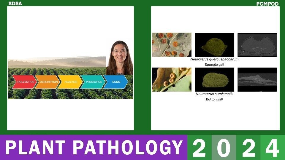 British Society for Plant Pathology (@bs_pp) on Twitter photo SDSA: <a href="/fiona_bugsnbees/">Fiona Highet</a> from <a href="/PlantHealthScot/">Scotland's Plant Health Centre</a> <a href="/ScotGovSASA/">SASA</a> - 'Utilising predictive models and forecasting to improve management of aphid-vectored viruses in potatoes'
PCMPOD: Dr. Eleanor Bellows - Transcriptomic reprogramming in oak galls of sexual and asexual wasp generations SDSA: <a href="/fiona_bugsnbees/">Fiona Highet</a> from <a href="/PlantHealthScot/">Scotland's Plant Health Centre</a> <a href="/ScotGovSASA/">SASA</a> - 'Utilising predictive models and forecasting to improve management of aphid-vectored viruses in potatoes'
PCMPOD: Dr. Eleanor Bellows - Transcriptomic reprogramming in oak galls of sexual and asexual wasp generations