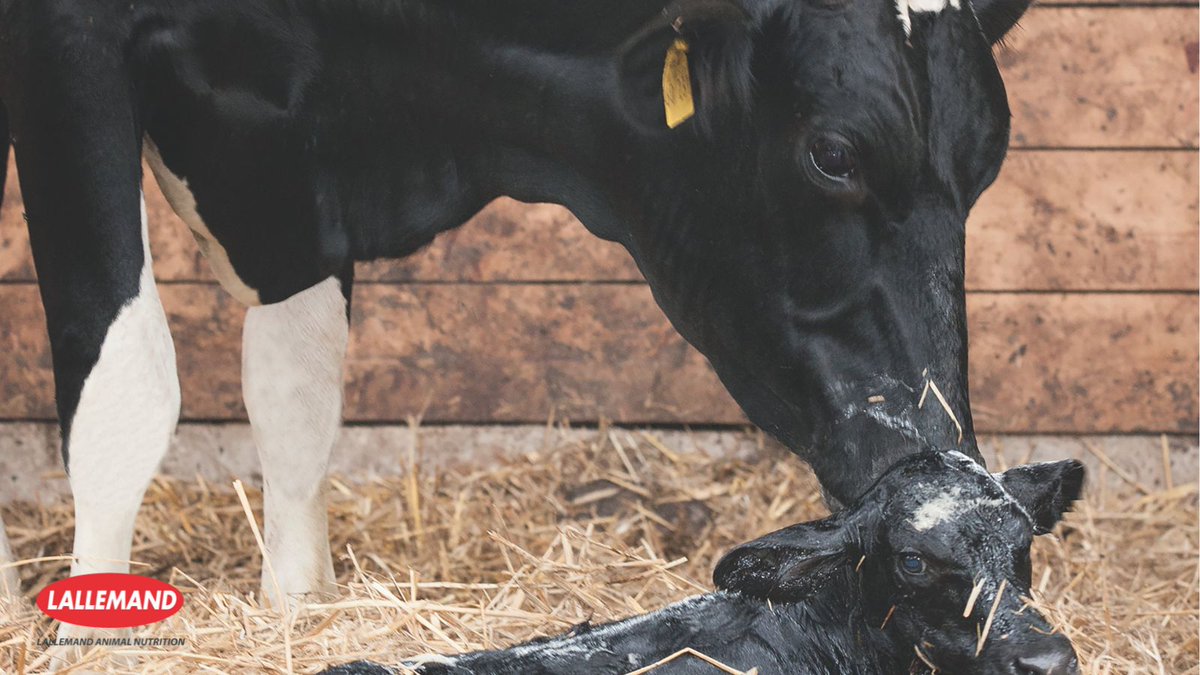 The #transitionperiod can be tough. 🐄💪 The 30 days pre- and post-calving are challenging due to dietary shifts and metabolic changes. Feeding live yeast Levucell SC boosts feed intake and consequently milk yield by an average 2.3kg/day.