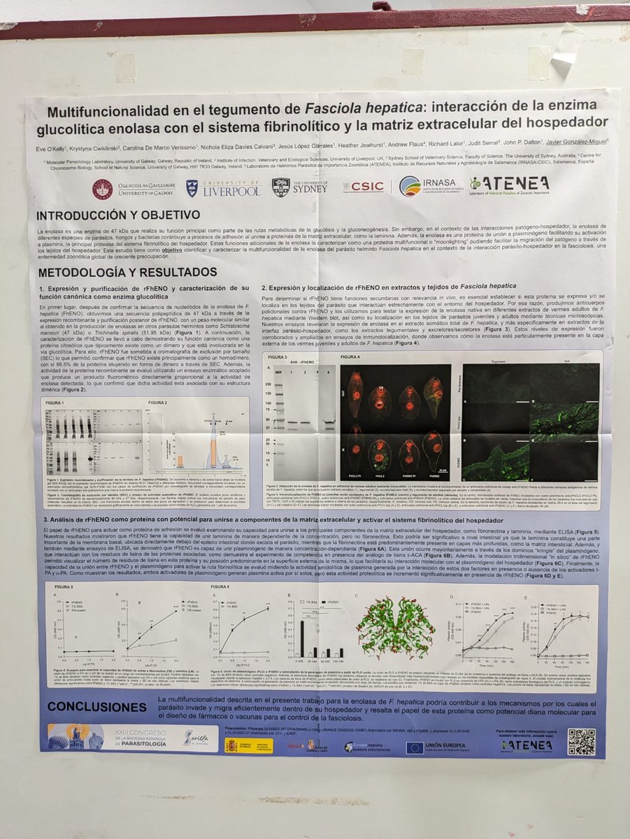 It's great to see our recently published paper ‘Moonlighting on the Fasciola hepatica tegument: Enolase, a glycolytic enzyme, interacts with the extracellular matrix &amp; fibrinolytic system of the host’ showcased by <a href="/jglezmiguel/">Javier González Miguel</a>!Congratulations <a href="/EveOKelly3/">Eve O’Kelly</a> &amp; colleagues!
<a href="/Socepa2024/">SOCEPA 2024</a>