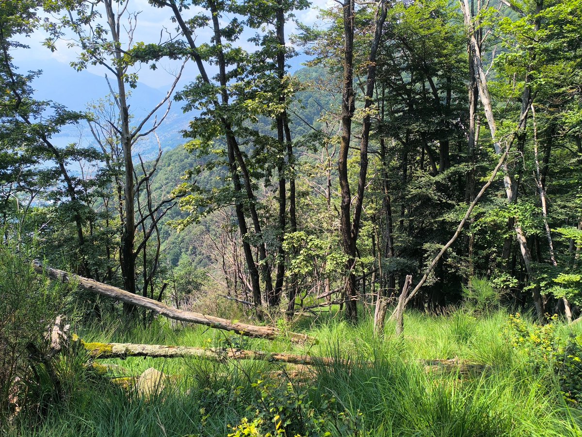 Mit grosser Vorfreude laden wir euch ein zur Praxistagung der Arbeitsgruppe Waldbiodiversität am 23. / 24. Oktober 2024 zum Thema «Wald im Wandel - Biodiversität im Wandel?!». Informationen zur Anmeldung bis am 30 September findet ihr unter: forstverein.ch/de/agenda